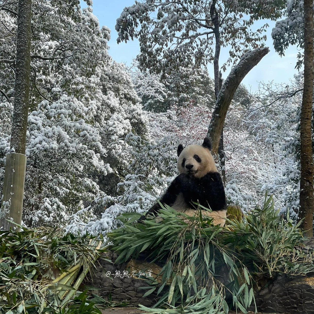 The Ultimate Guide to Seeing Pandas in China: Where to Go, Best Time ...