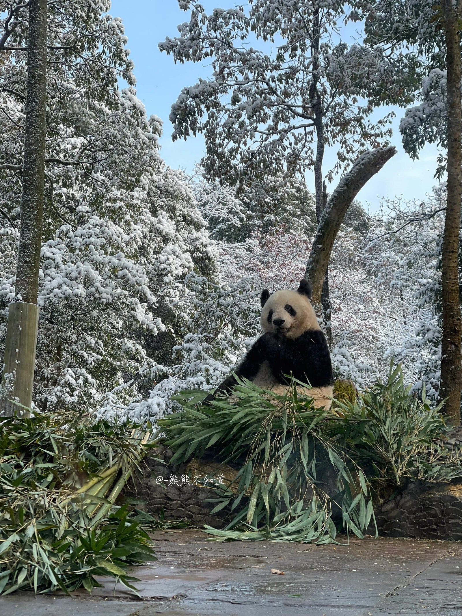 The Ultimate Guide to Seeing Pandas in China: Where to Go, Best Time, Tickets &amp; Travel Tips