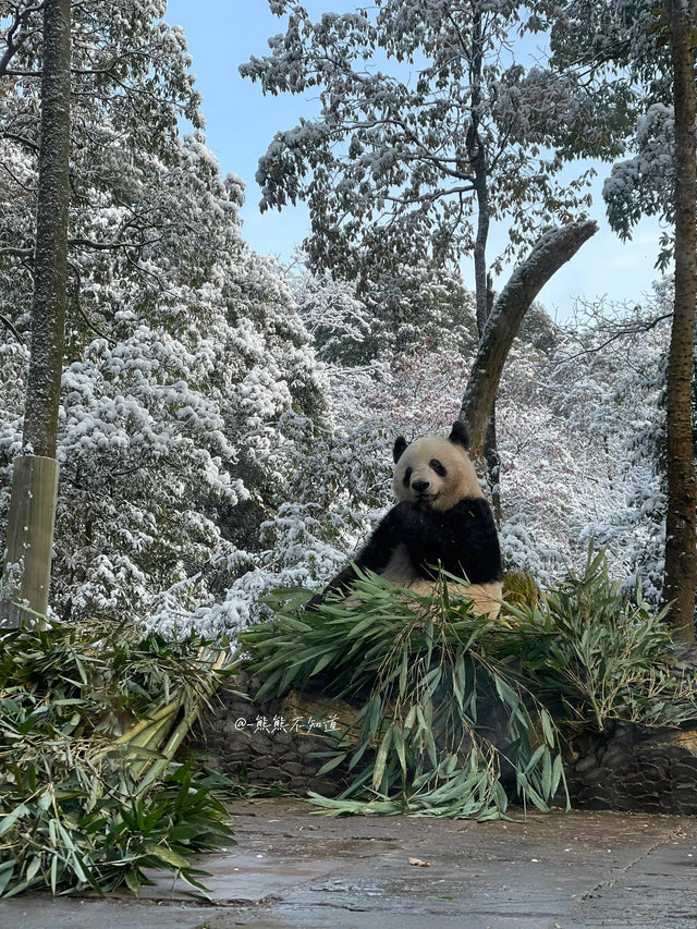 The Ultimate Guide to Seeing Pandas in China: Where to Go, Best Time, Tickets &amp; Travel Tips