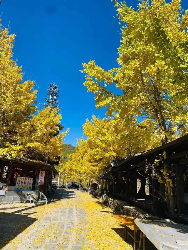 Golden September: Five Unforgettable Chinese Cities for Your Autumn Escape