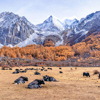 7D6N Western Sichuan Mini Small Group Tour