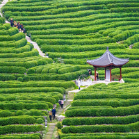 Shanghai Suzhou and Hangzhou  6-day 5-night in-depth boutique tour