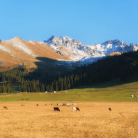 Xinjiang Yining Mini Small Group Tour