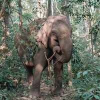 Yunnan Xishuangbanna 5 Days and 4 Nights Private Tour