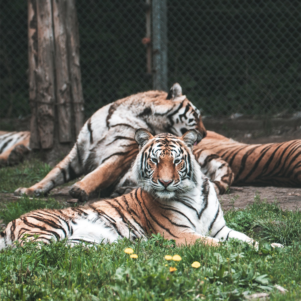 Harbin Shenyang 6D5N Mini Small Group Tour