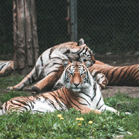 Harbin Shenyang 6D5N Mini Small Group Tour