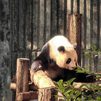 6D5N Jiuzhaigou Huanglong Mini Small Group Tour