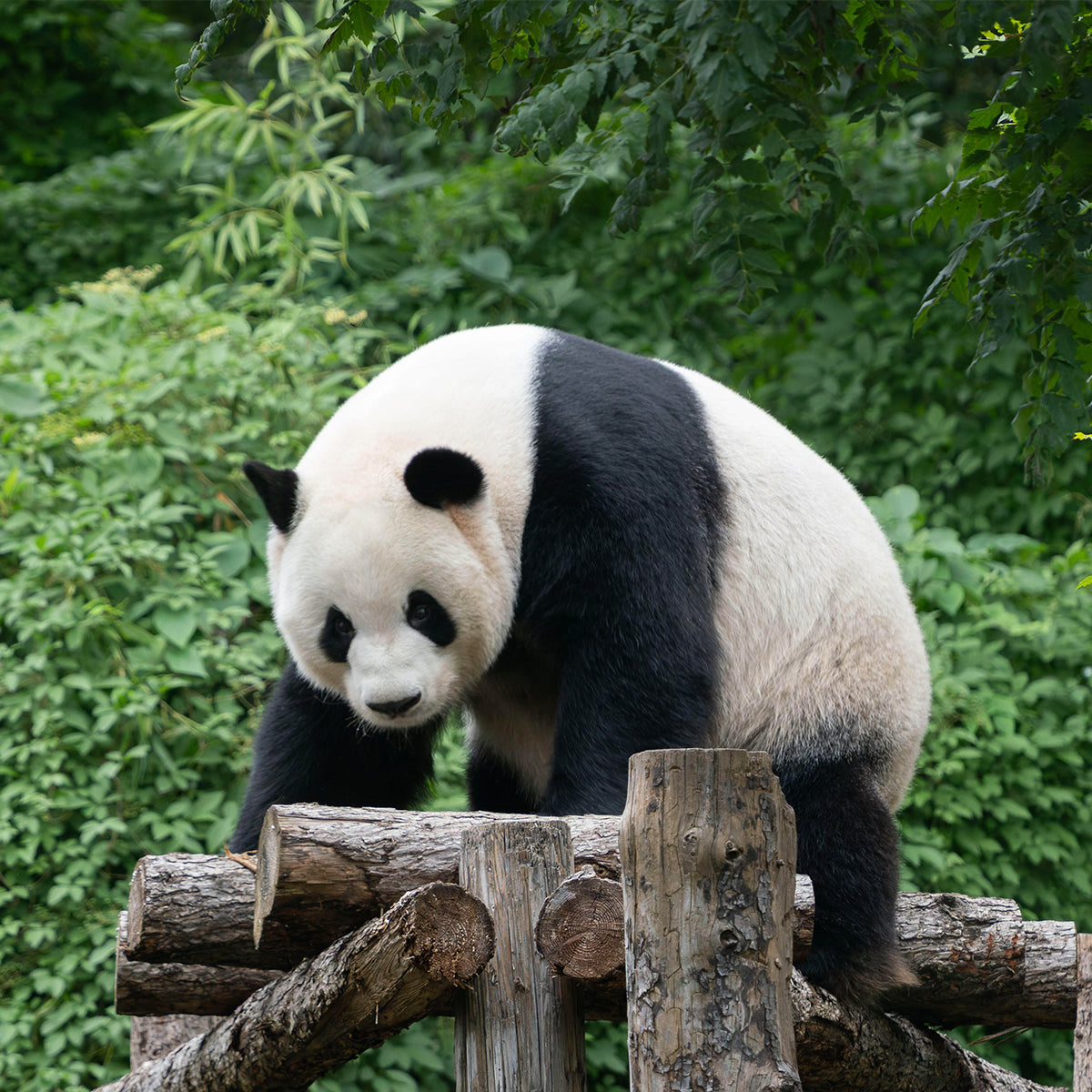 4-Day Beijing Highlights Tour: Great Wall, Forbidden City & Panda Experience