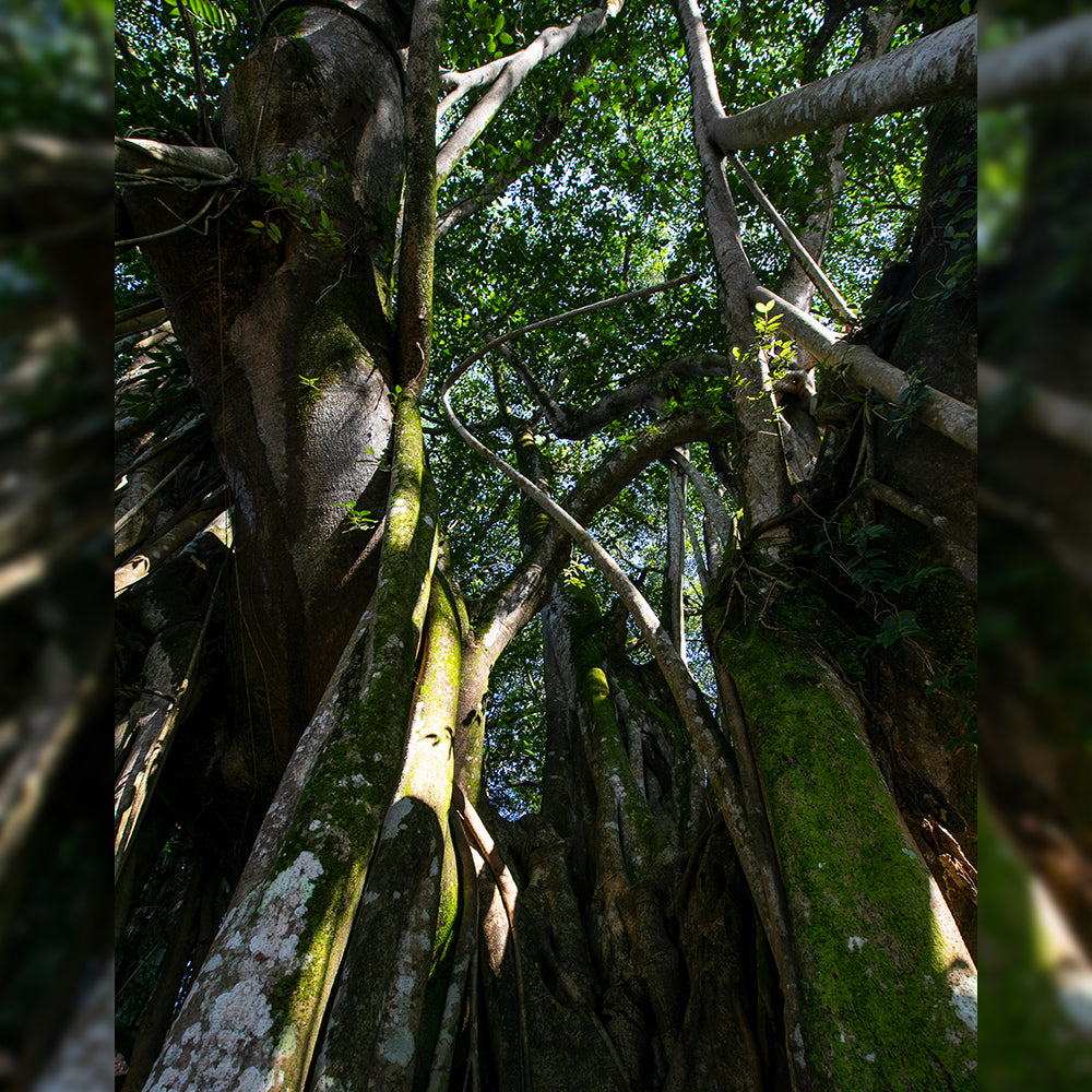 Kunming Mangshi Tengchong 8 Days 7 Nights Tour