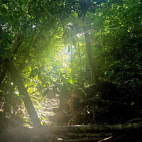 Yunnan Xishuangbanna 5 Days and 4 Nights Private Tour