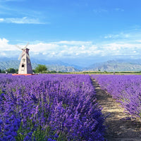 8 Days Urumqi Private Tour ；Sailimu Lake - Yining - Nalati National Forest Park - Horgos - Kuitun - Urumqi