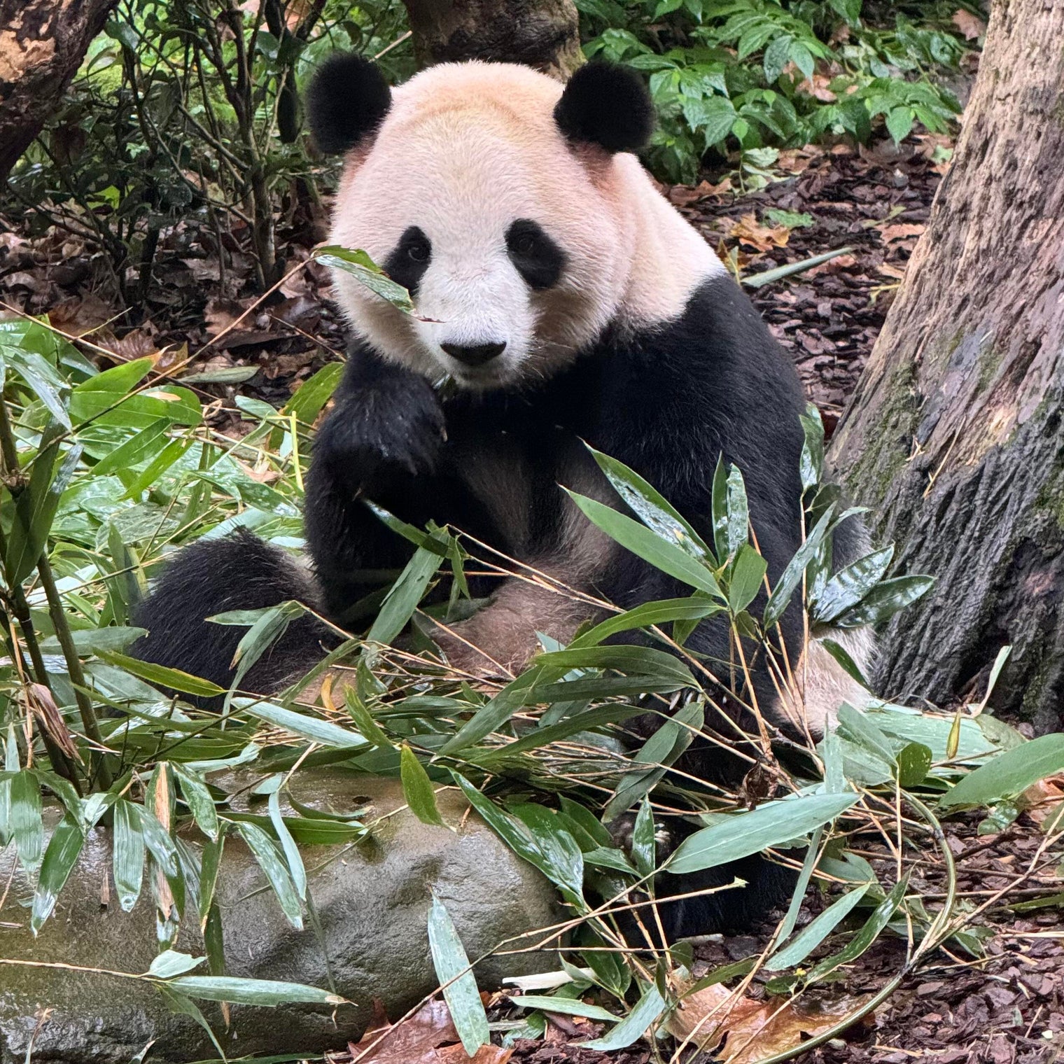 6-Day Private  Chengdu Tour