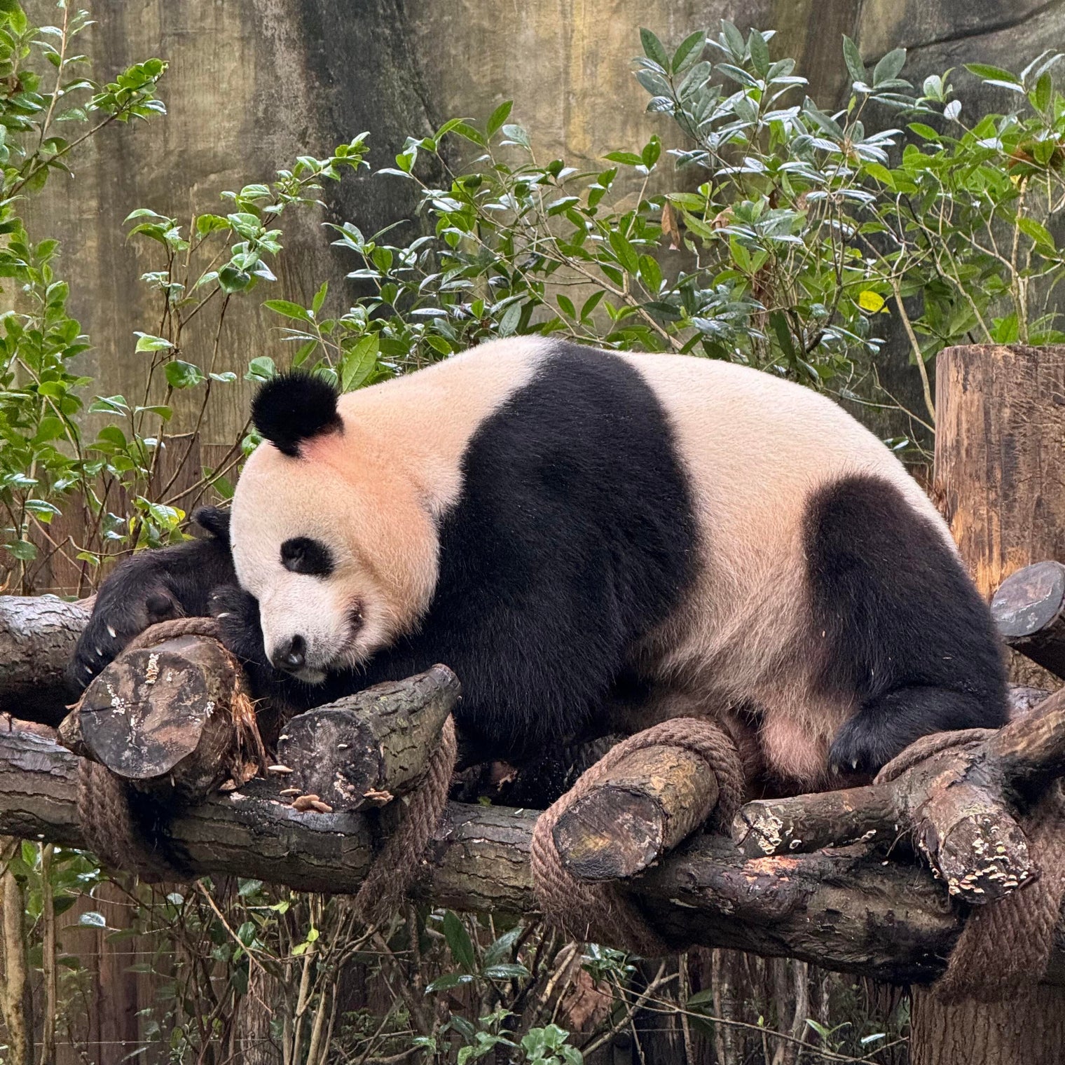 6-Day Private  Chengdu Tour