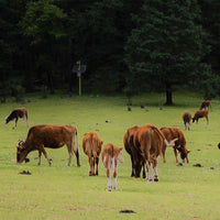 Lijiang Shangri-La Lugu Lake Quality Tour 7 Days 6 Nights