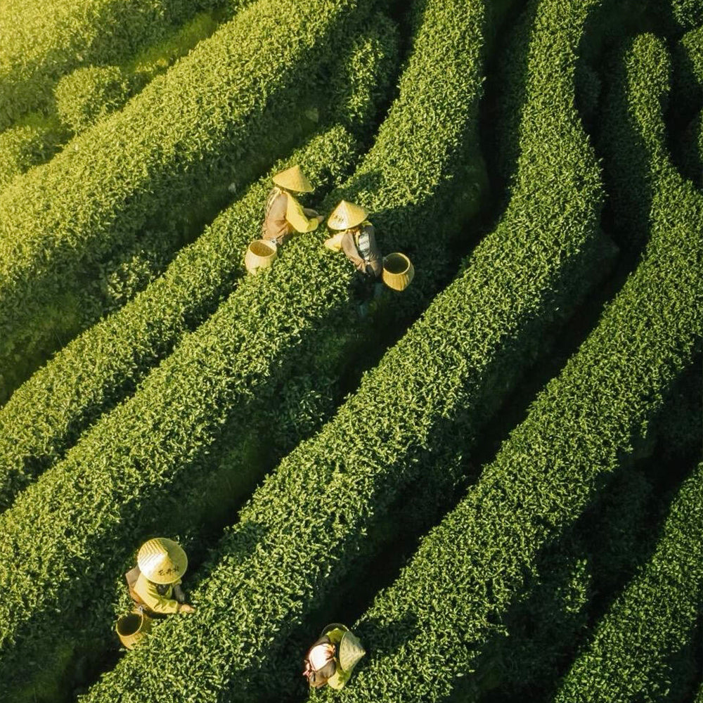 Shanghai Suzhou and Hangzhou  6-day 5-night in-depth boutique tour