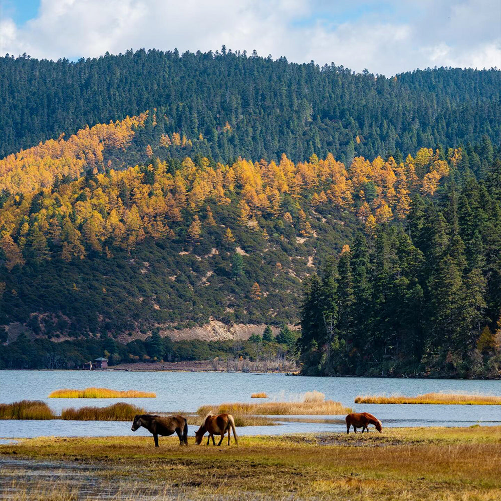 Lijiang Shangri-La Lugu Lake Quality Tour 7 Days 6 Nights