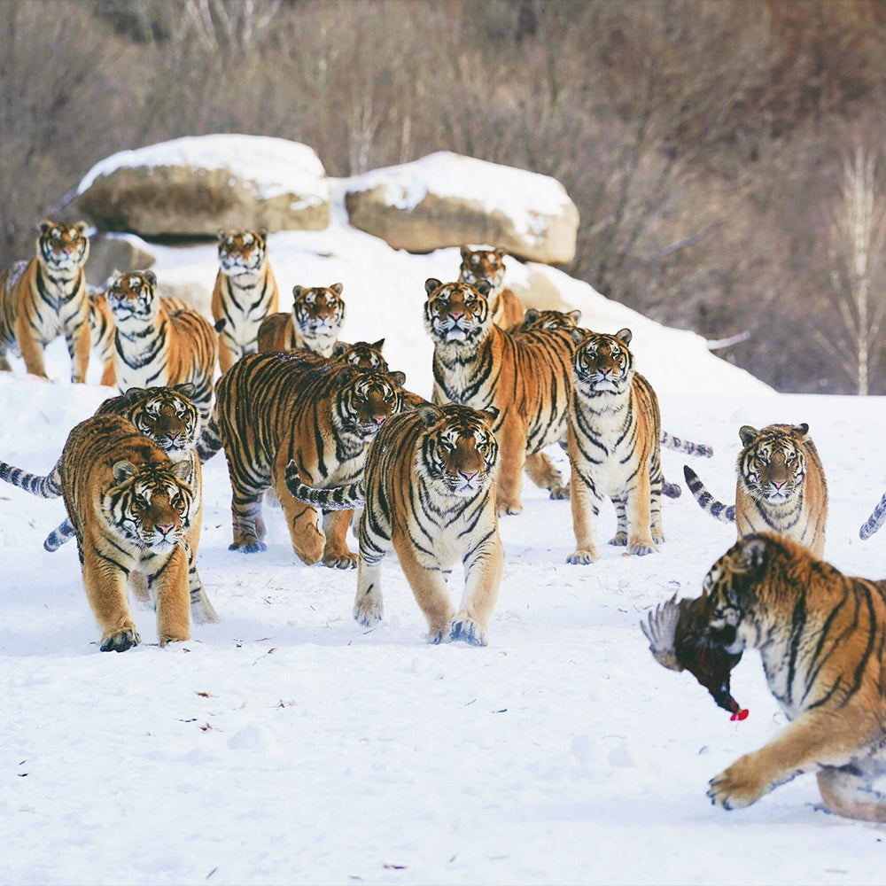 Harbin Shenyang 6D5N Mini Small Group Tour