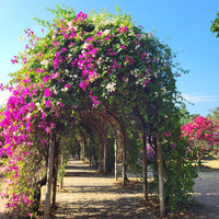 Yunnan Xishuangbanna 5 Days and 4 Nights Private Tour