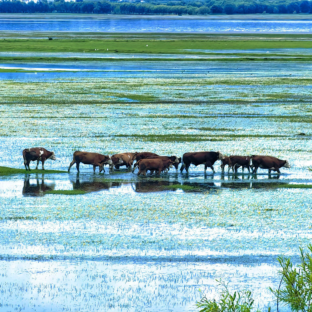 Lijiang Shangri-La Lugu Lake Quality Tour 7 Days 6 Nights