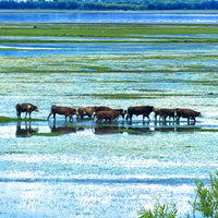 Lijiang Shangri-La Lugu Lake Quality Tour 7 Days 6 Nights