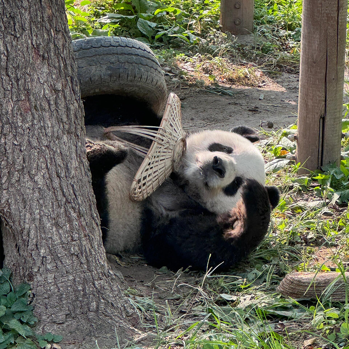 4-Day Beijing Highlights Tour: Great Wall, Forbidden City & Panda Experience
