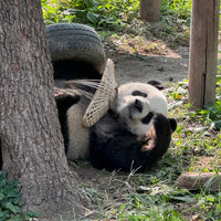 4-Day Beijing Highlights Tour: Great Wall, Forbidden City & Panda Experience