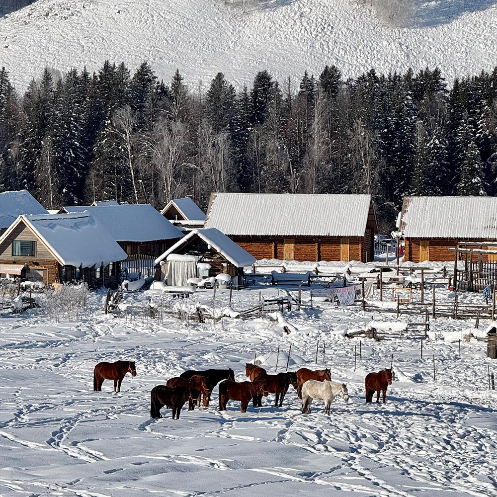 11 Days Urumqi-Burqin-Kanas Lake-Hemu-Altai-Kuitun-Huocheng-Yining-Nalati Grassland-Korla-Yanqi-Urumqi