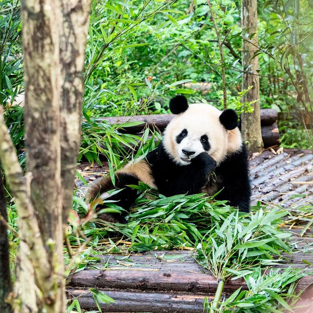 6D5N Jiuzhaigou Huanglong Mini Small Group Tour