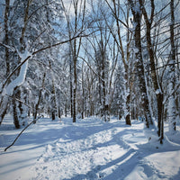 Harbin  Jilin 6D5N Small Group Tour