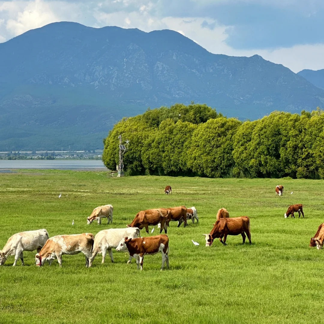 Lijiang Shangri-La Lugu Lake Quality Tour 7 Days 6 Nights