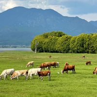 Lijiang Shangri-La Lugu Lake Quality Tour 7 Days 6 Nights