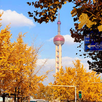 3 Days in Shanghai: A Journey of Ancient and Modern Times