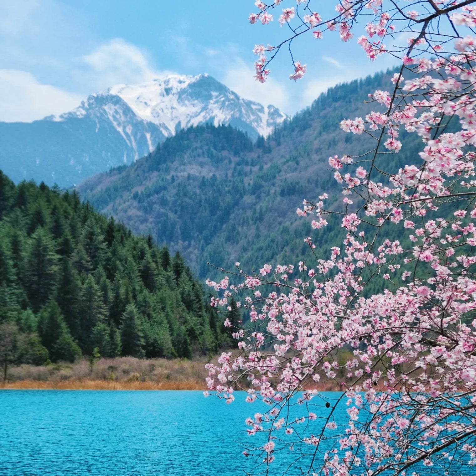 6-Day Private  Chengdu Tour