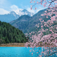 6-Day Private  Chengdu Tour