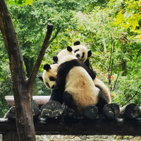 6D5N Chengdu Jiuzhaigou Huanglong Tour