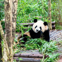 11-Day China Highlights Tour: Beijing, Xi’an, Chengdu, Shanghai